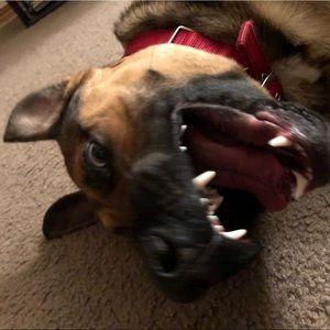 Meet your Posher, Absalon